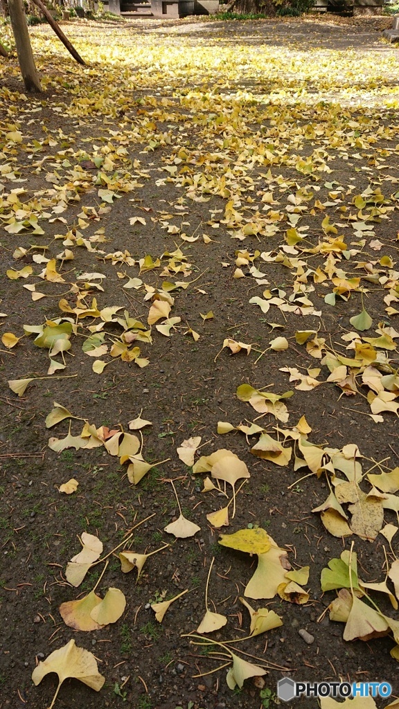 銀杏落ち葉 By ぢ Id 写真共有サイト Photohito