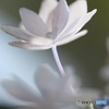 額の花