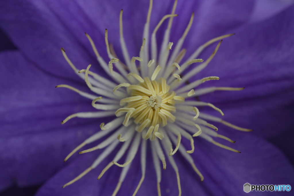 花開く