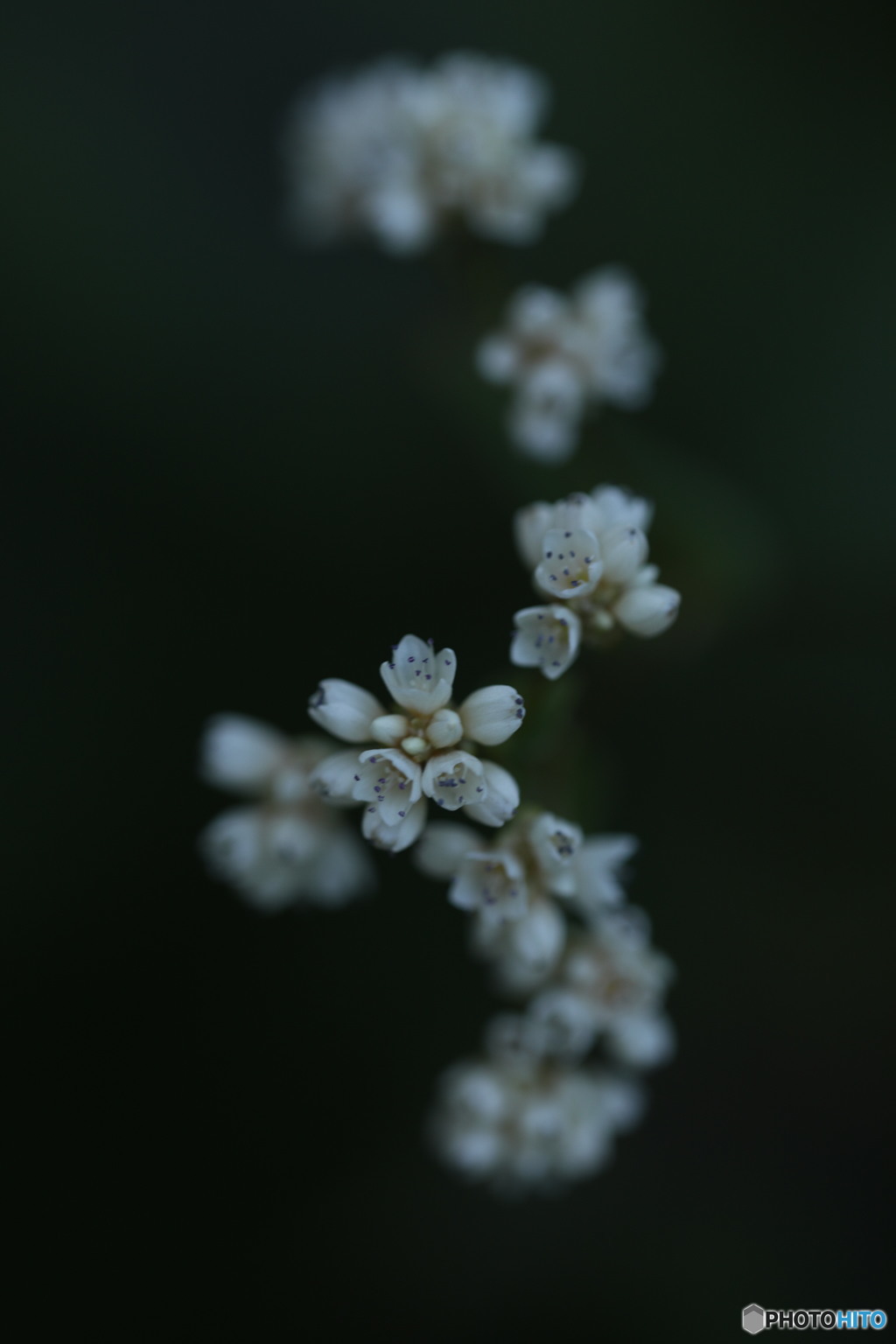 園芸種