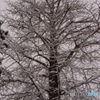 冬の大木
