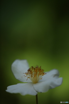 ひらく