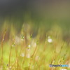 雨あがり