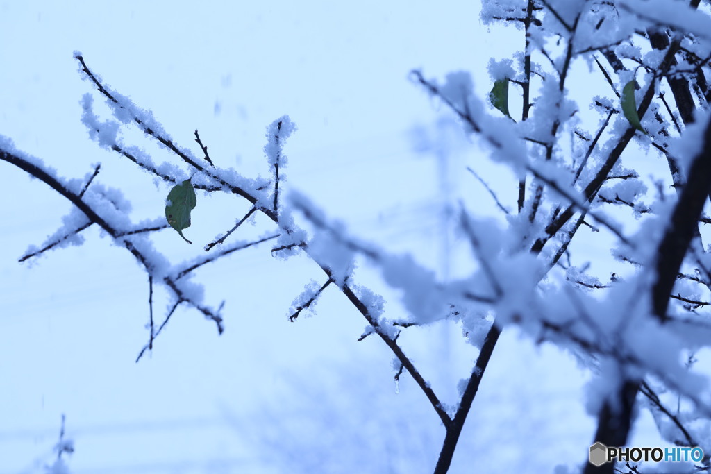 雪景色