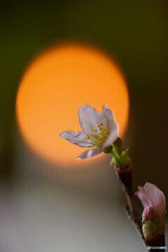 室咲き啓翁桜