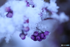 紫の実に雪