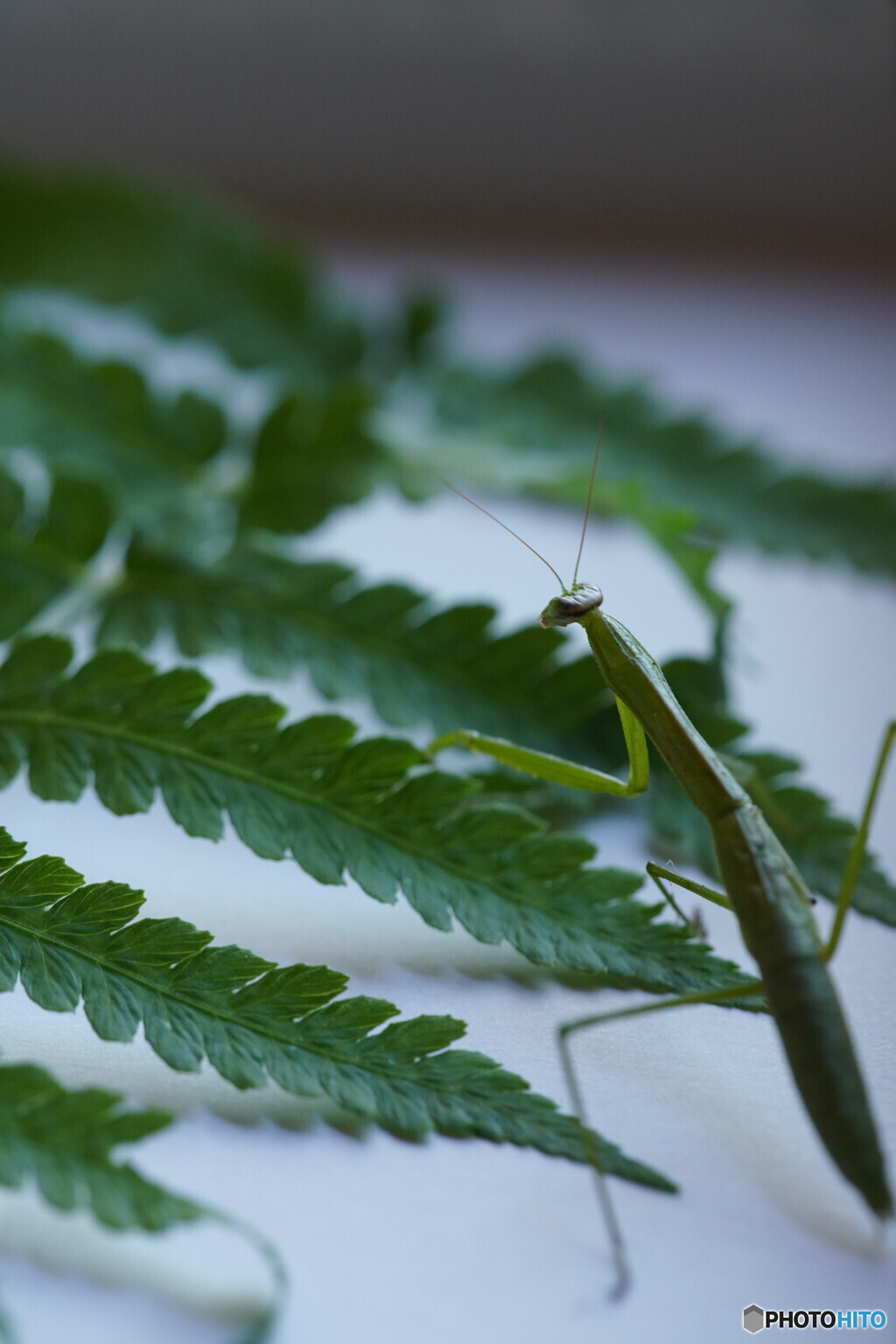 カマキリ