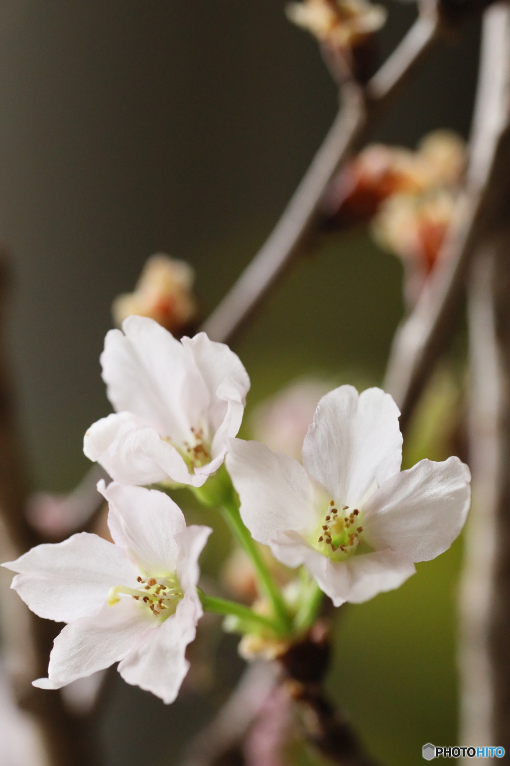 啓翁桜その後