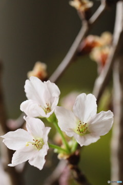 啓翁桜その後