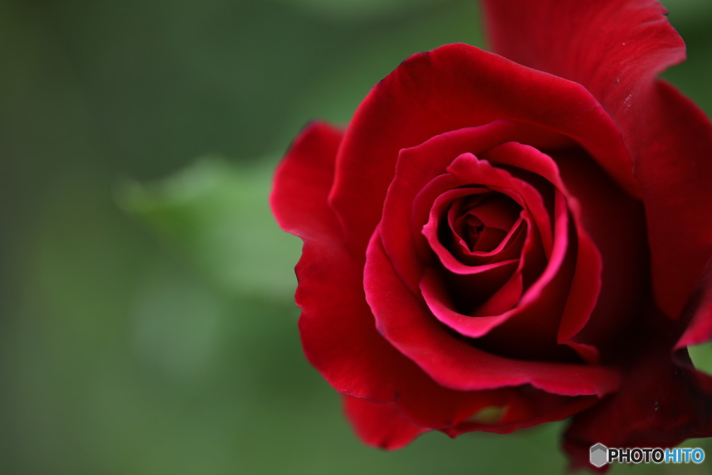 紅き薔薇