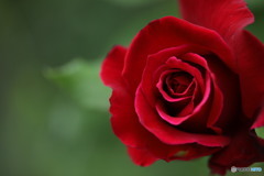 紅き薔薇