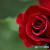 紅き薔薇