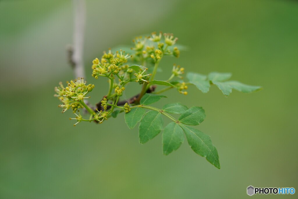 山椒の花