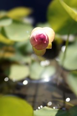 蓮