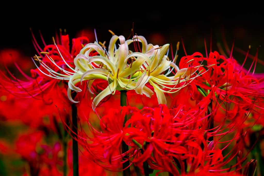 Lycoris Ⅲ