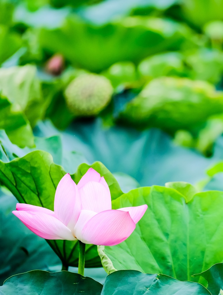 不忍池 蓮の花