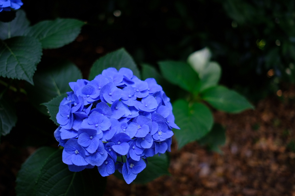 本紫陽花