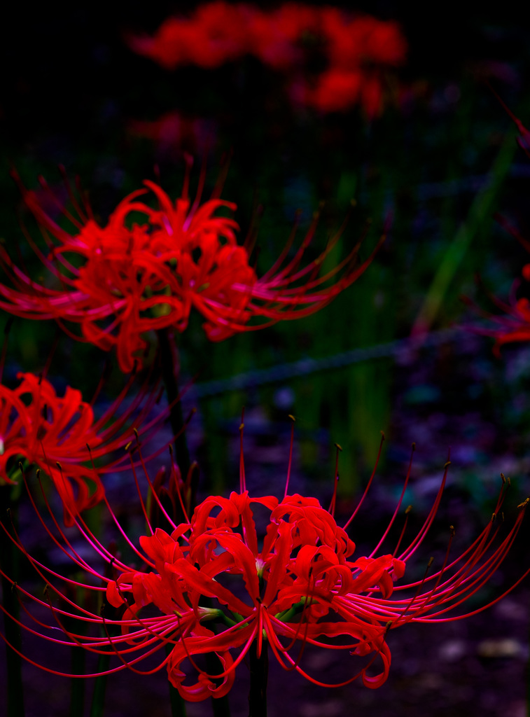 Lycoris I