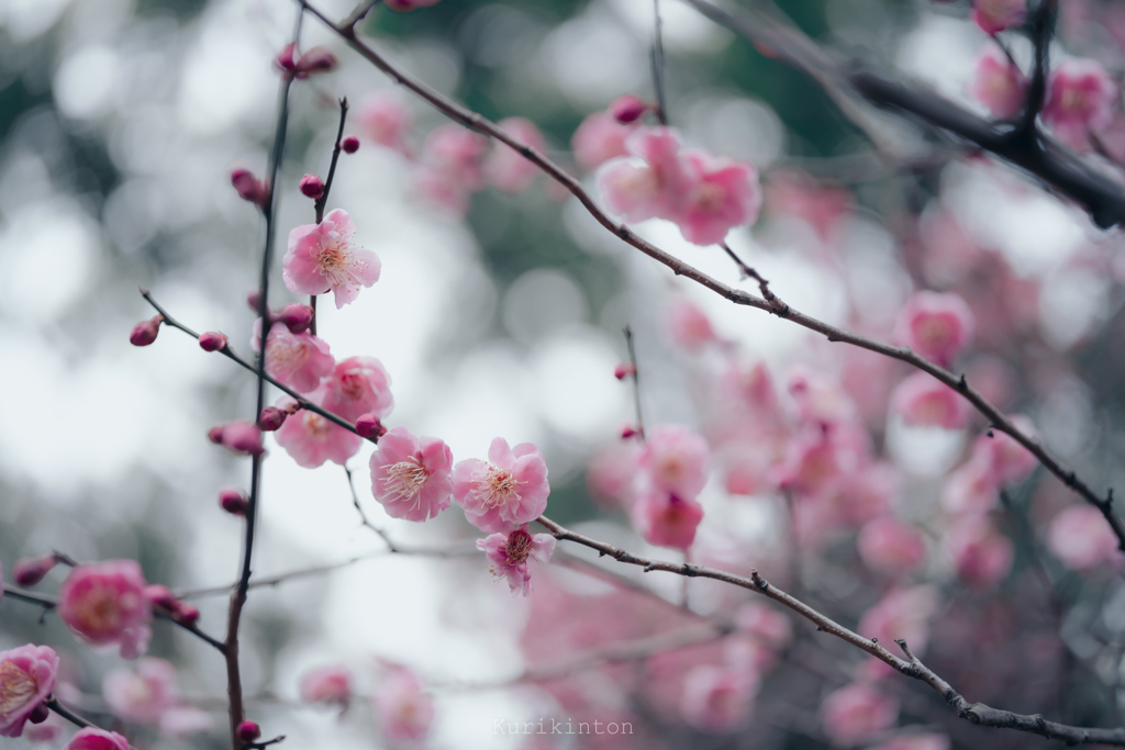 Ume
