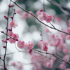 Ume
