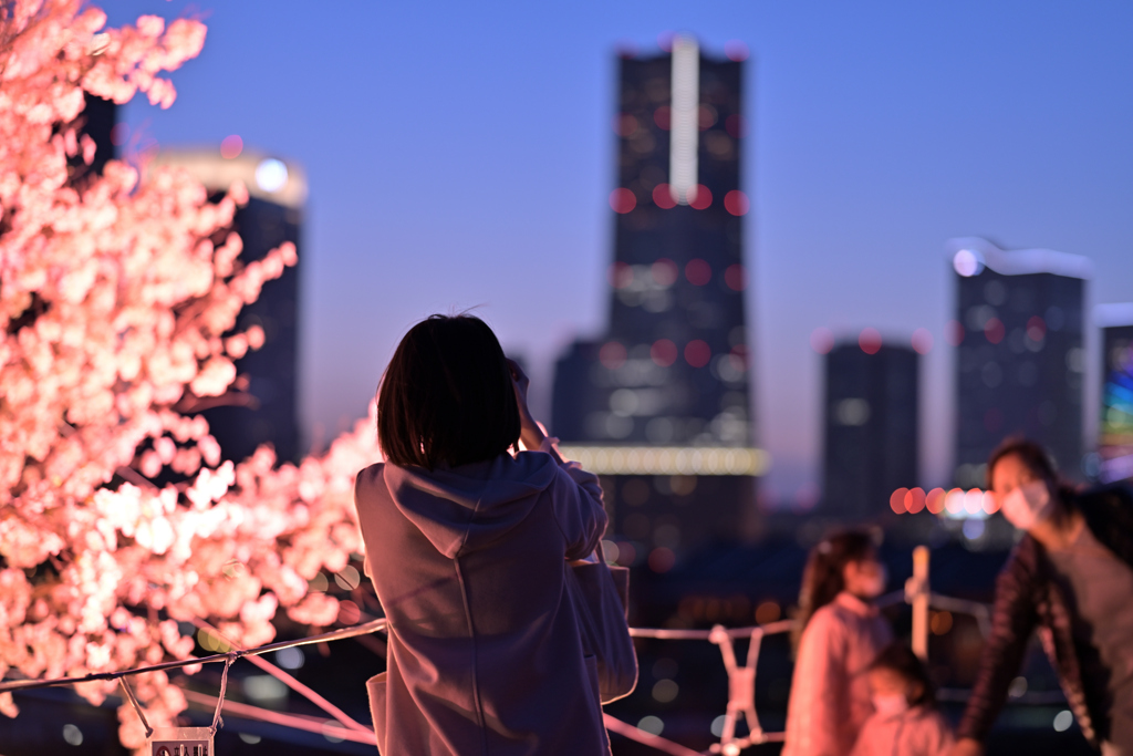 はまこれな風景　サクラとみなとみらい