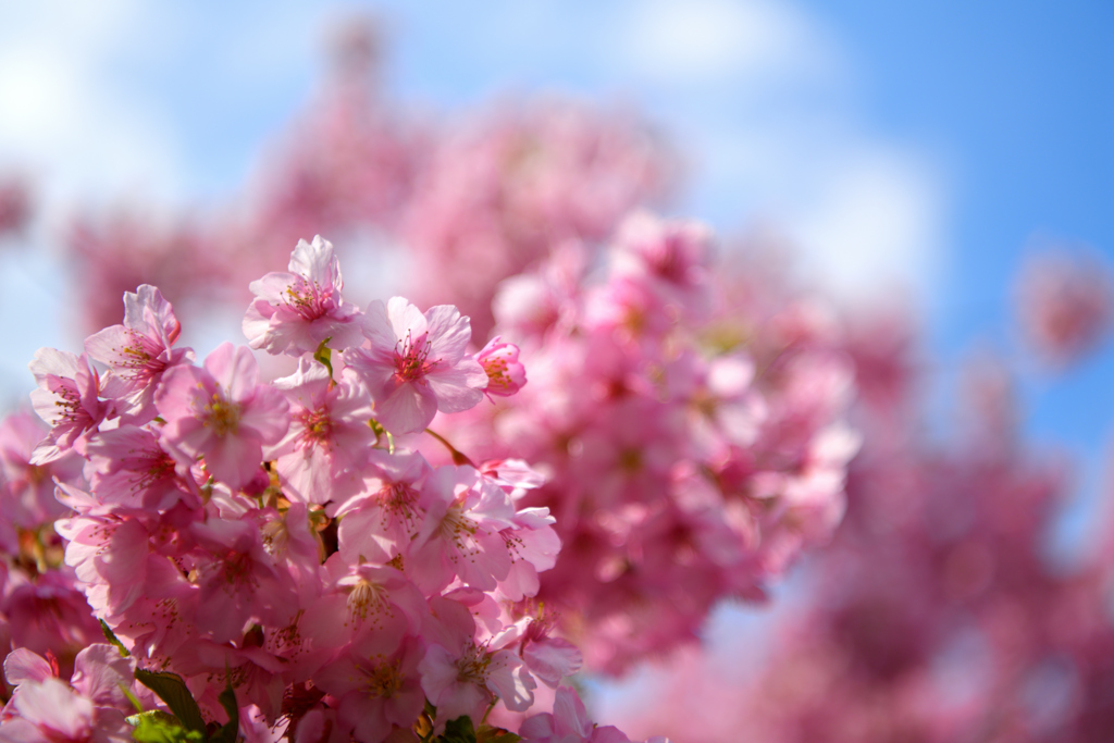 もういっちょ河津桜