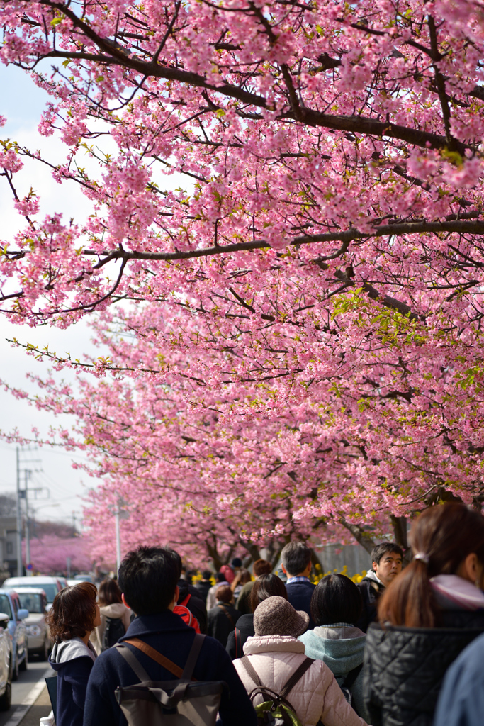 河津桜１