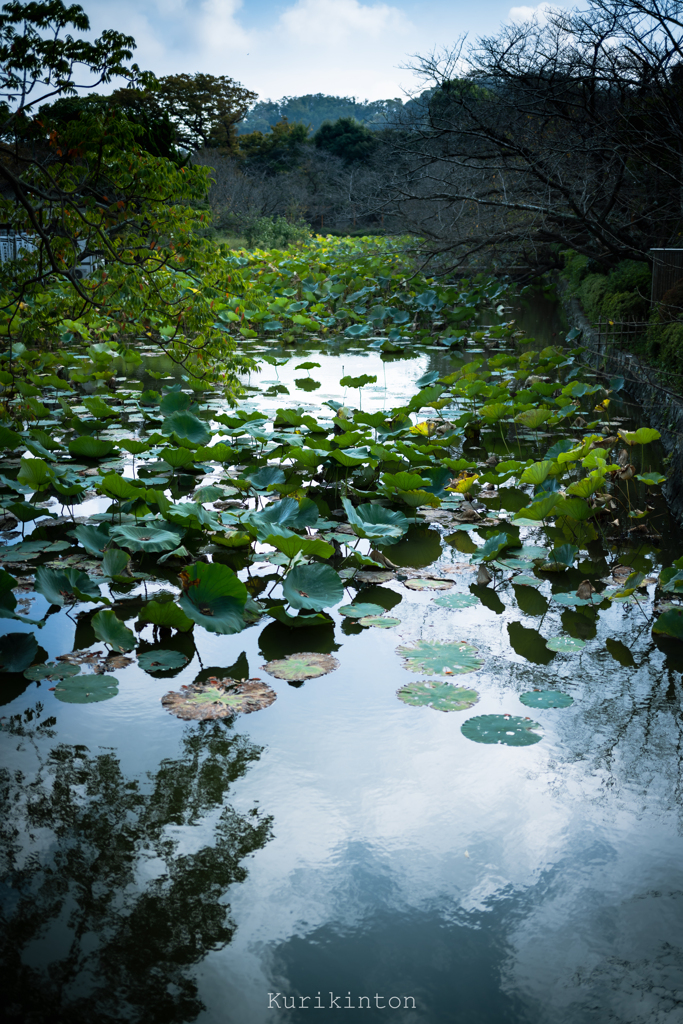 源氏池：鶴岡八幡宮