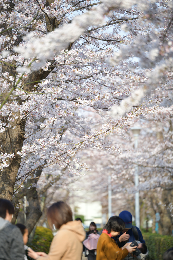 桜のトンネル