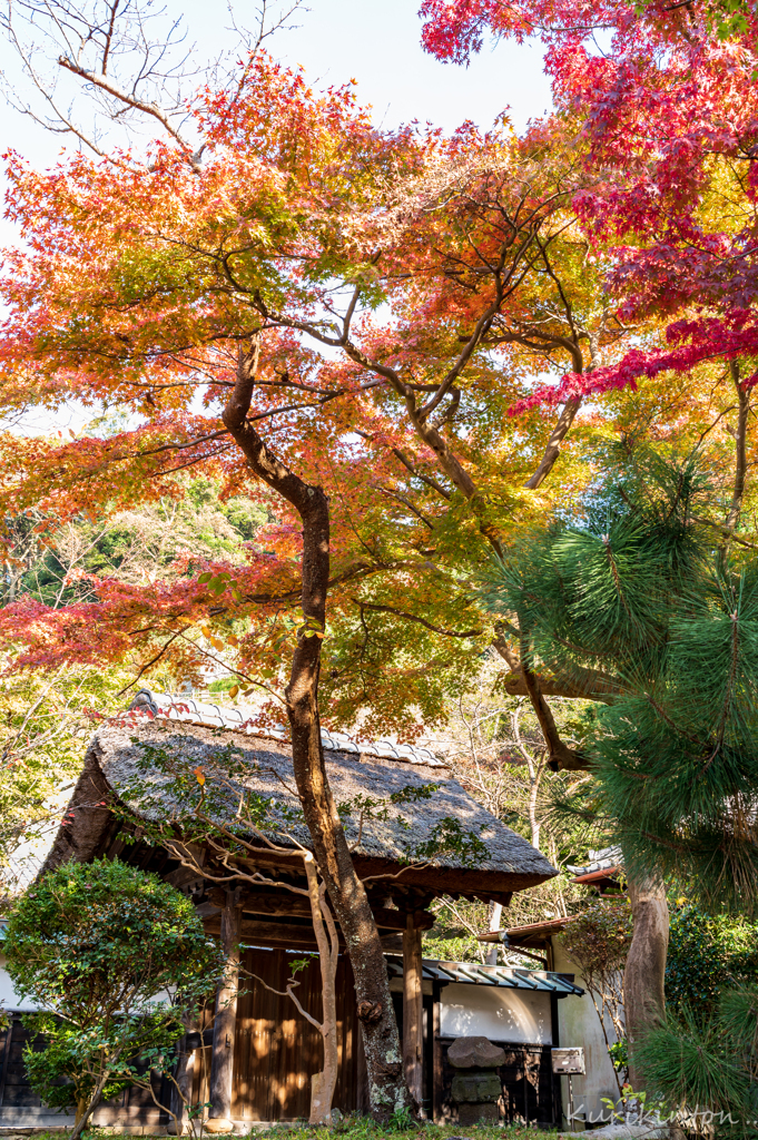 日本の秋・円覚寺