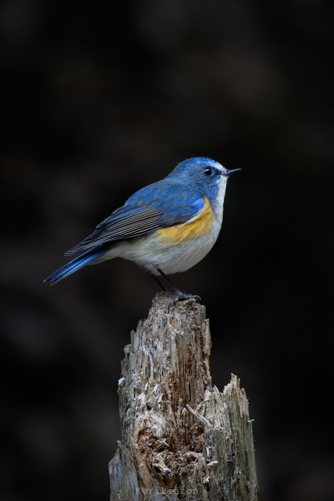 幸せの青い鳥