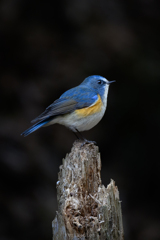 幸せの青い鳥
