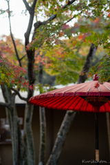 日本の秋・一条恵観山荘