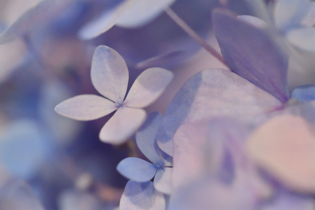 六月雨花　紫陽花