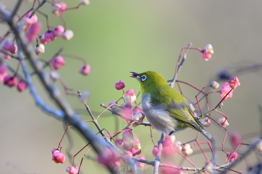 「鳥」始めました