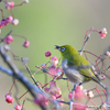 「鳥」始めました