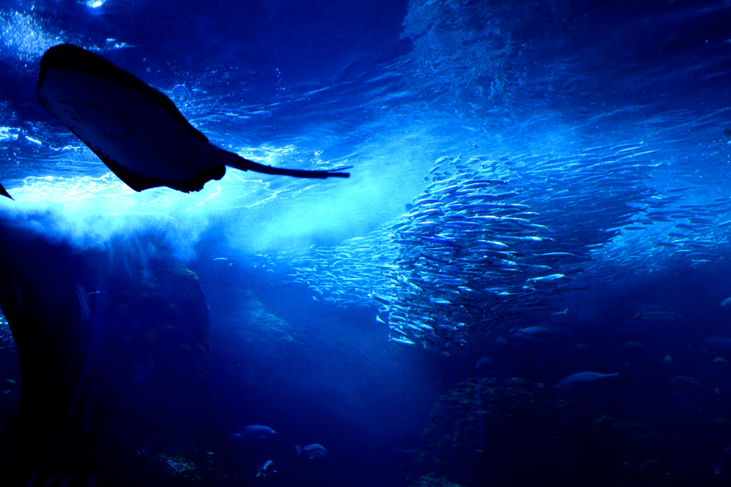 新江ノ島水族館　大水槽1