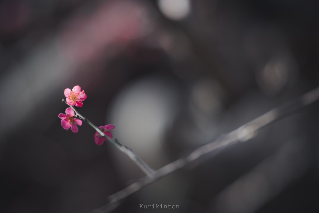 梅　2025