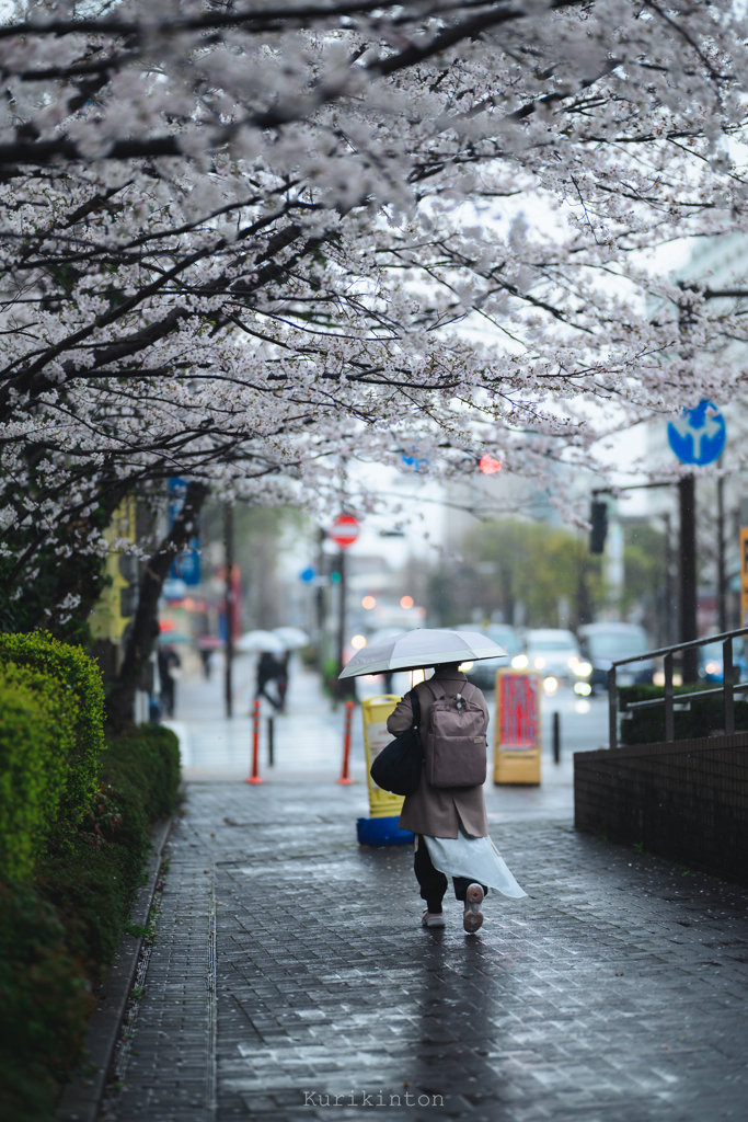雨桜