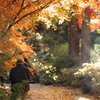 もう年末だというのに今頃紅葉とは！