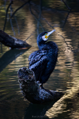 カワウ