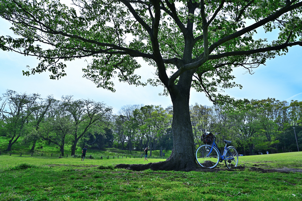 草原と木と自転車