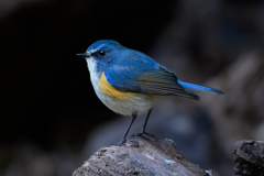 幸せの青い鳥