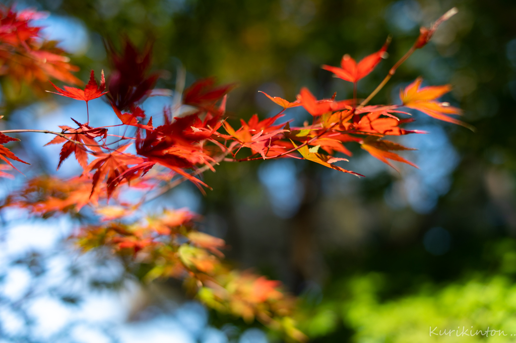 日本の秋・円覚寺