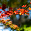 日本の秋・円覚寺