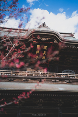鎌倉と梅の調和⑥