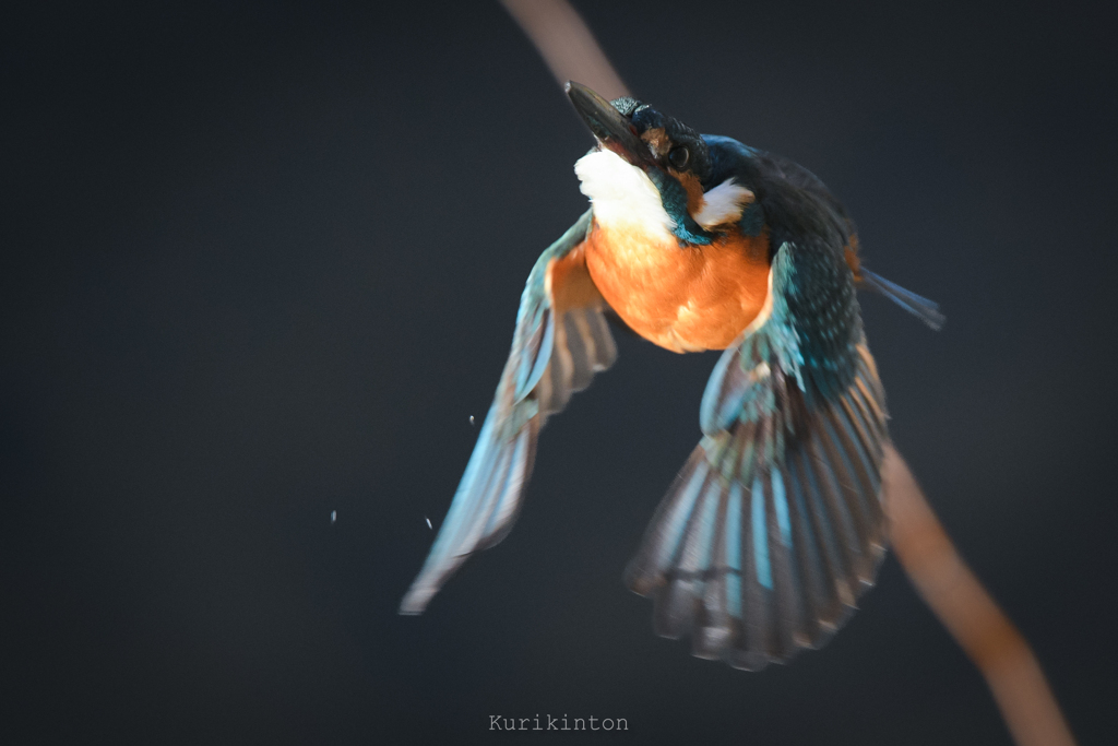 今さらD500を導入したので聞いてほしい！