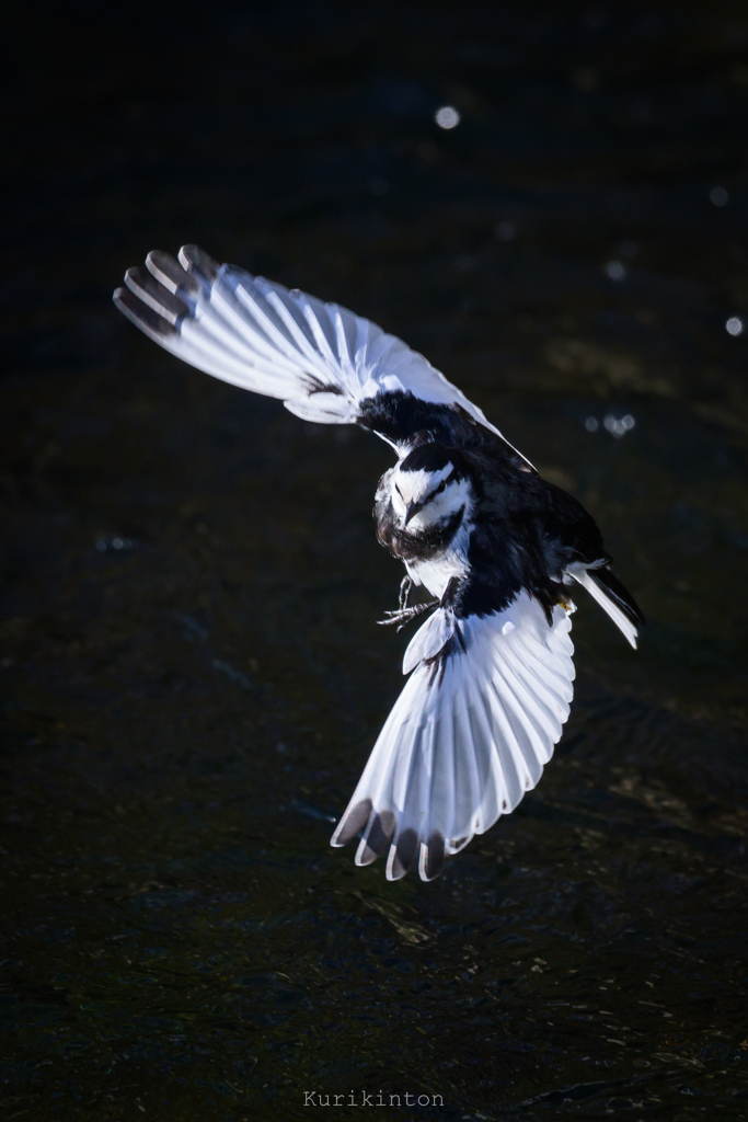 アクロバティック飛行