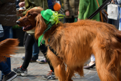 アイリッシュセッター　パレード犬