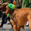 アイリッシュセッター　パレード犬